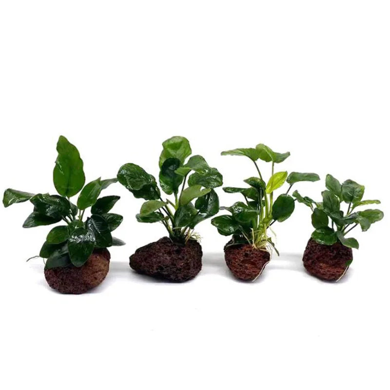 Volcanic Ceramic Aquarium Planting Cup – Fish Tank Decoration for Fixing Aquatic Plants and Filter Support (Black, 7–8cm)