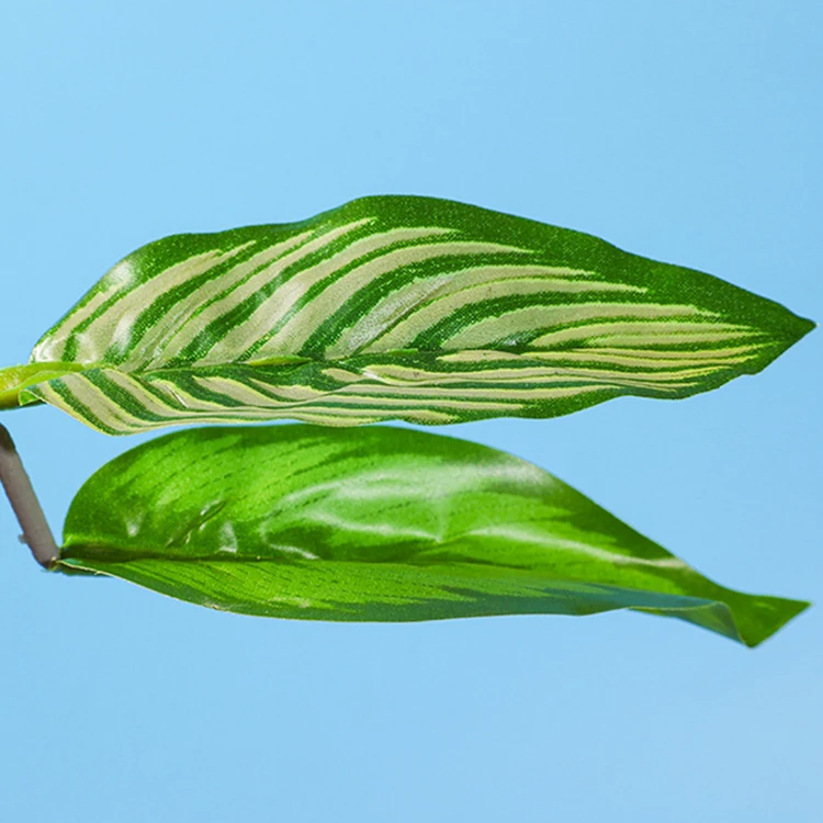 Betta Fish Rest Leaf – Suction Cup Aquarium Decoration for Spawning, Hiding & Resting | Simulated Plastic Water Grass