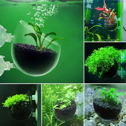 Acrylic Aquarium Plant Cup with Suction Holder – Transparent Hanging Pot for Aquatic Plants – Fish Tank Feeding and Decoration Tool